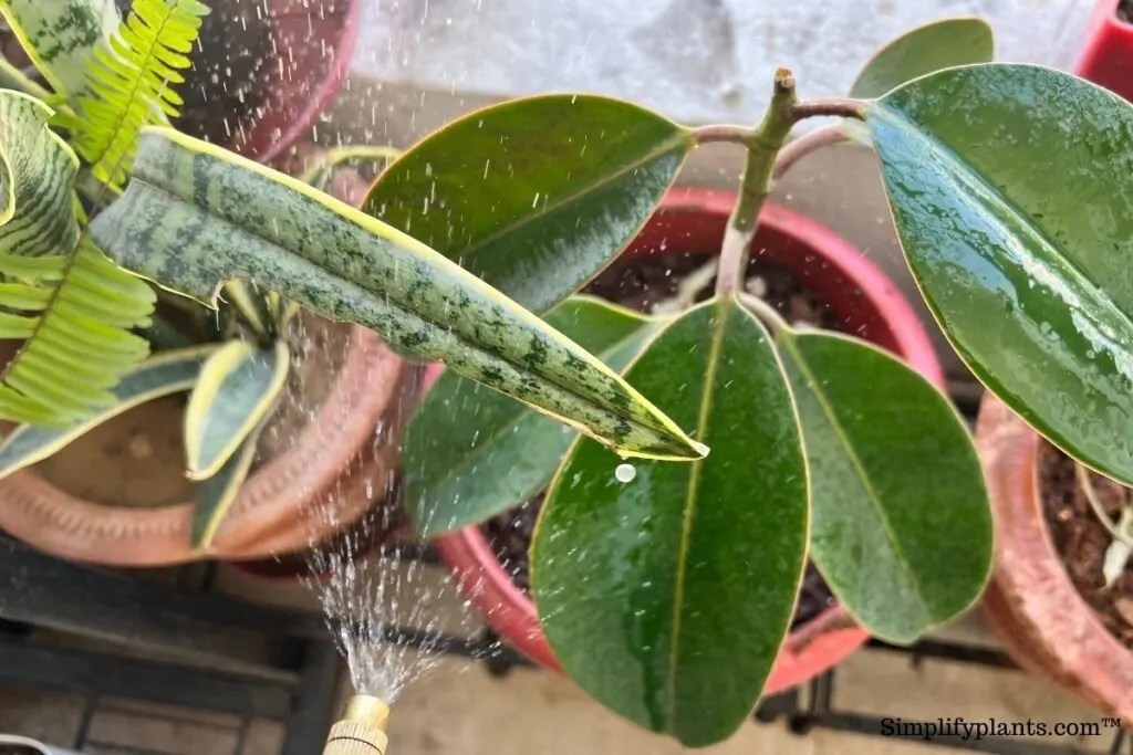 Can I Mist My Rubber Plant? (Hazards+Things To Know) » Simplify Plants