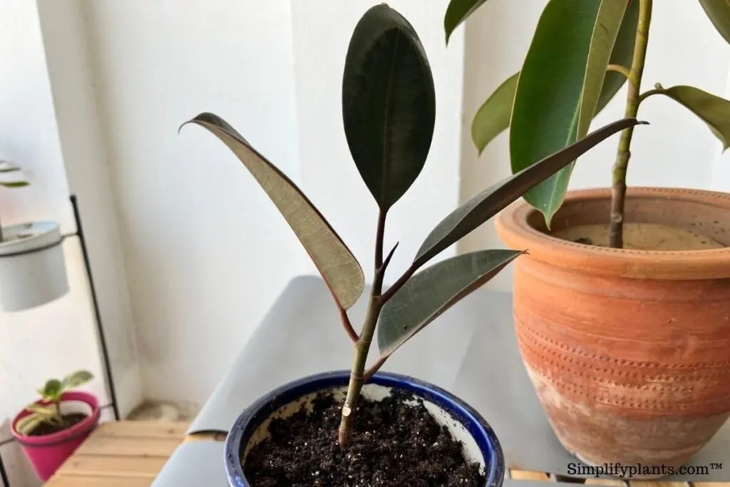 What Is Wrong With My Rubber Plant? (Fixing Problems+Care Guide