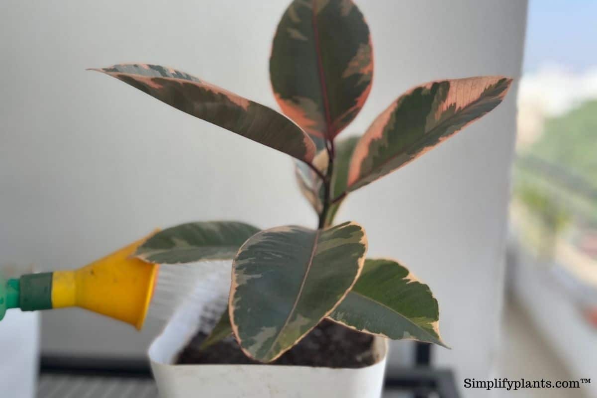 Why Are My Rubber Plant Leaves Turning Brown (6 Causes+What To Do