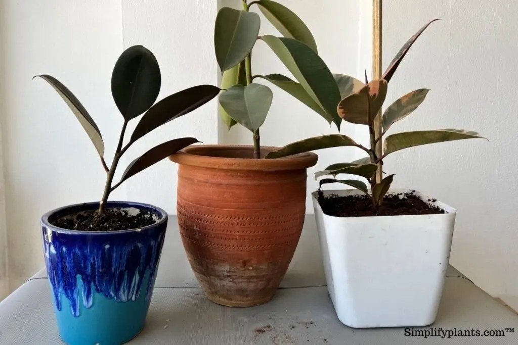 Why Is My Rubber Plant Leaning? (+How To Fix It) » Simplify Plants