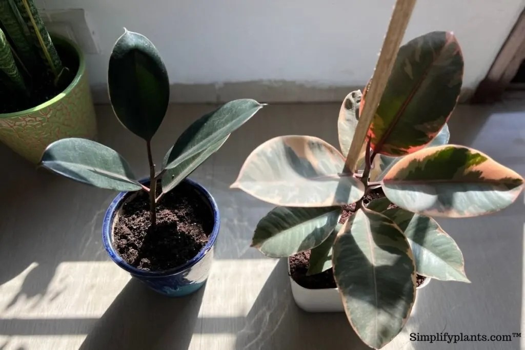 Why Is My Rubber Plant Drooping? (Causes & Fix) » Simplify Plants