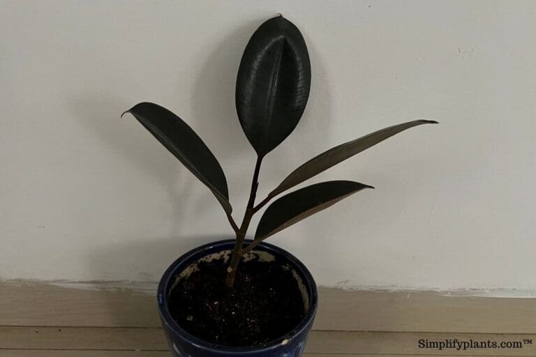 How Much Light Do Rubber Plants Need? Simplify Plants