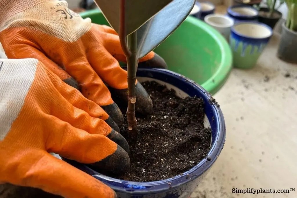 Does Rubber Plants Like To Be Root Bound? » Simplify Plants
