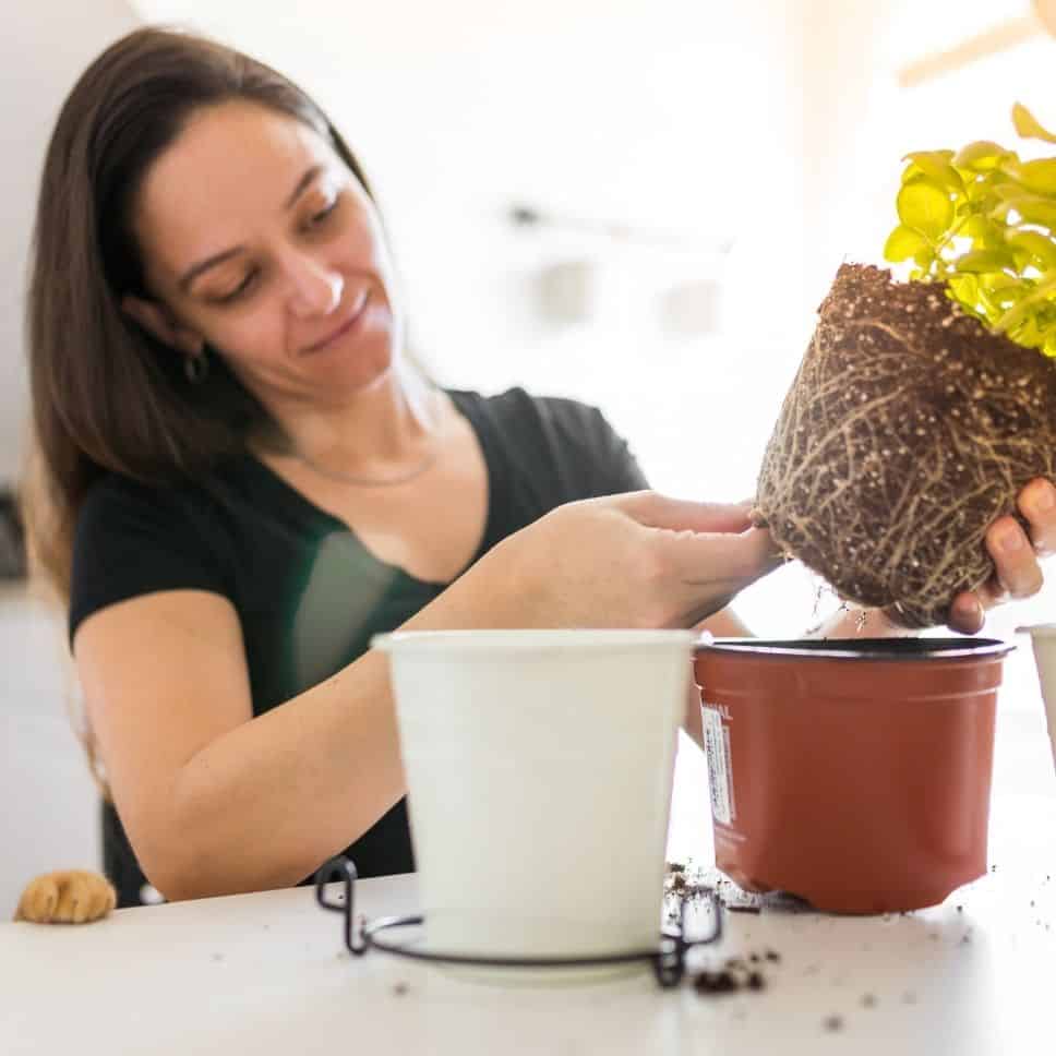 Should Plants Be Kept In Nursery Pots? » Simplify Plants