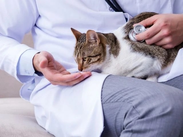 Is Pothos Poisonous to Pets? (Cats, Dogs, Birds, Small Pets & More