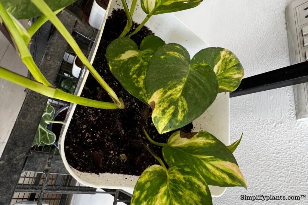 Why Is My Pothos Turning Brown? (Causes+What To Do) » Simplify Plants