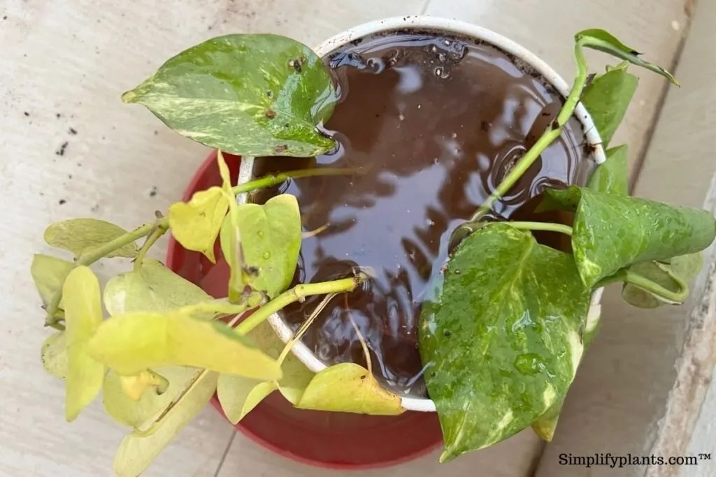 Save Your Pothos! 7 Proven Ways To Revive A Dying Plant » Simplify Plants