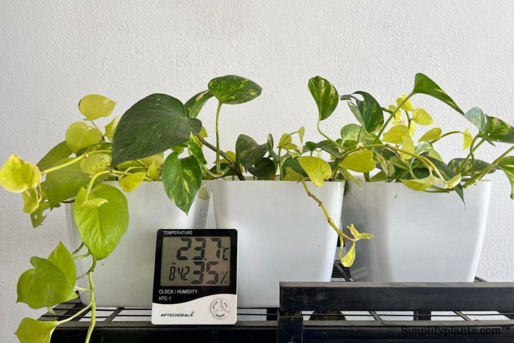 How Often Should I Water Pothos Plant? Simplify Plants