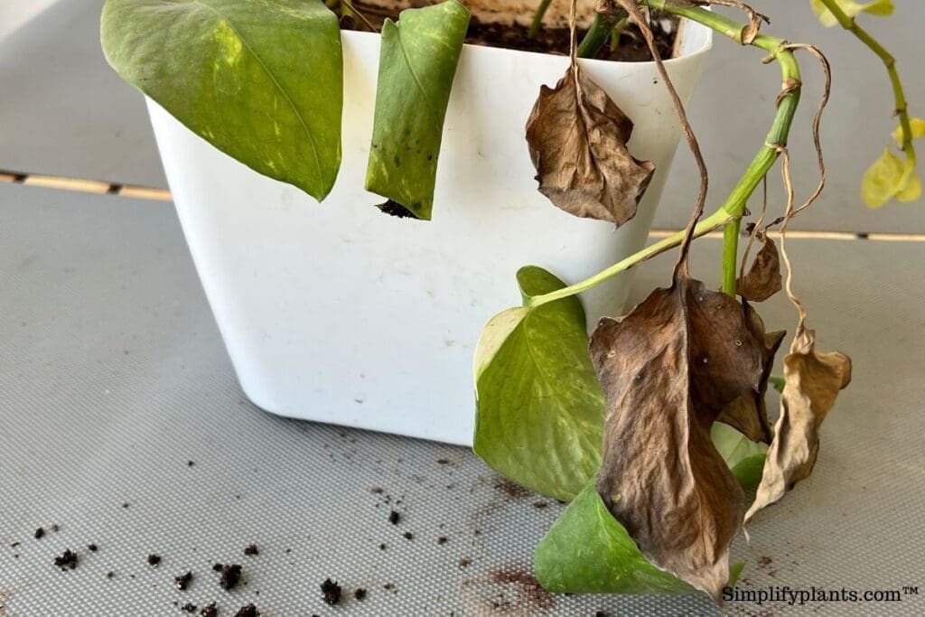 Save Your Pothos! 7 Proven Ways To Revive A Dying Plant » Simplify Plants