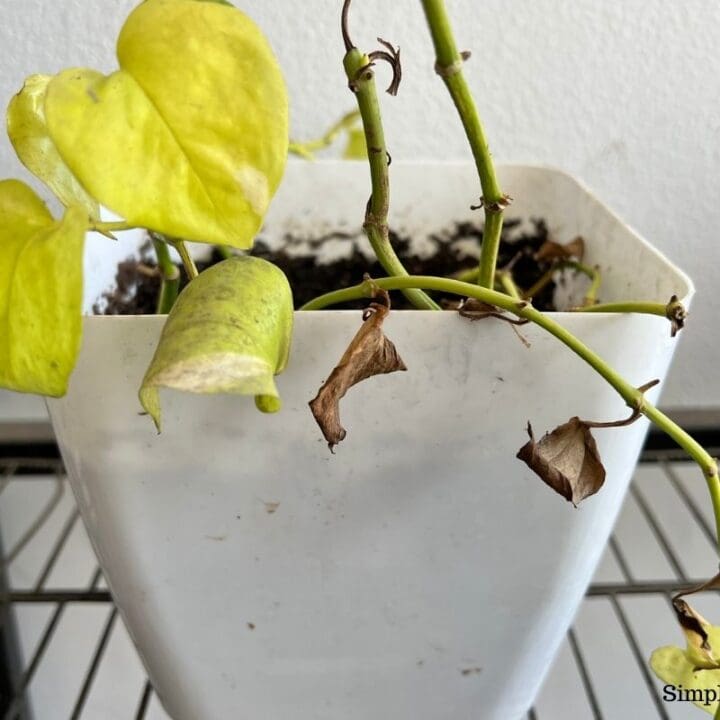 Why Is My Pothos So Leggy? (Causes+What To Do) Simplify Plants