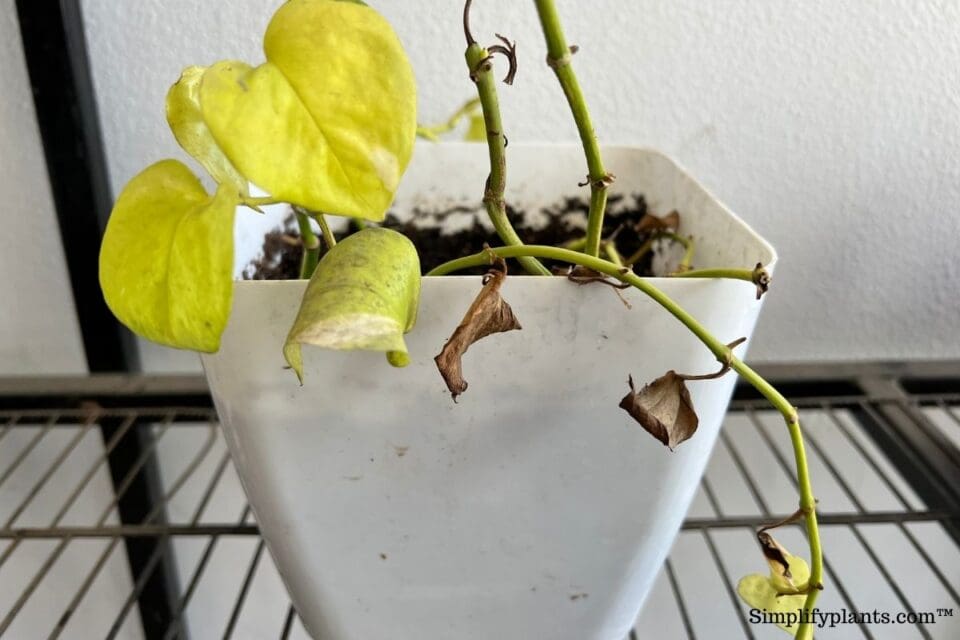 Your Pothos Are Leggy? (6 Reasons Why+What To Do) » Simplify Plants