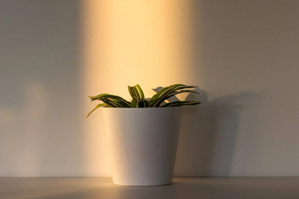 Overpotting Disaster How Choosing A TooBig Pot Can Spoil Your Plant