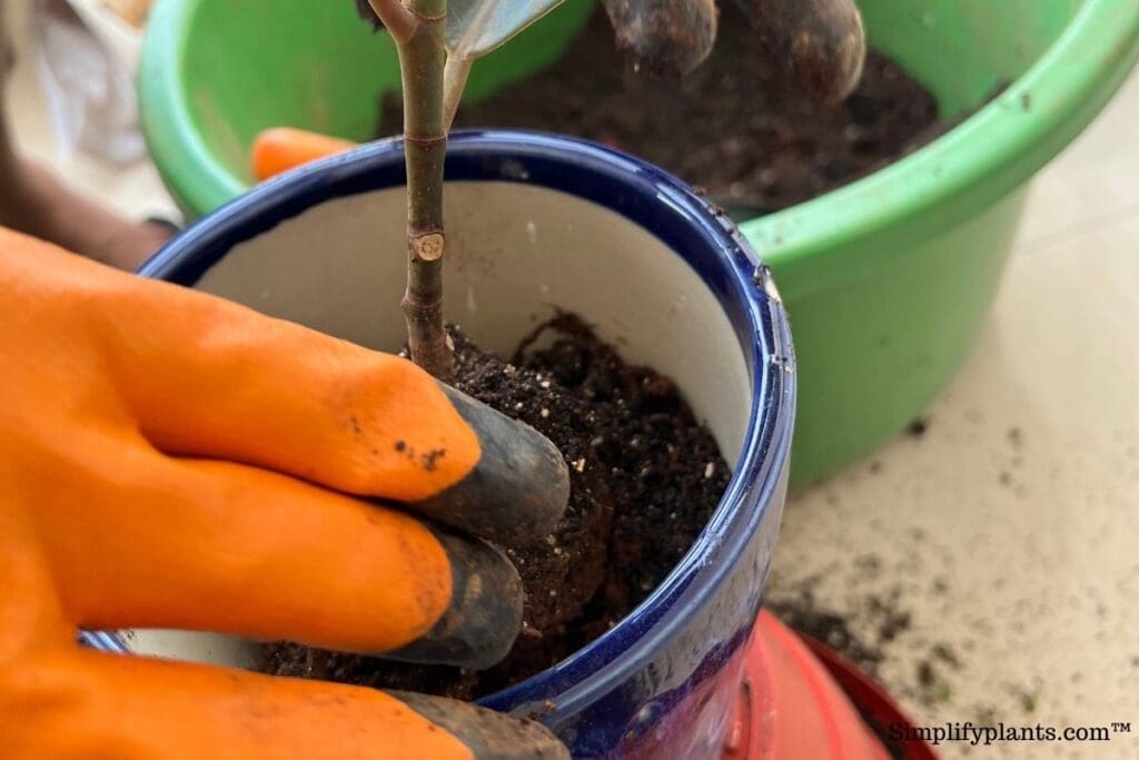 Should I Repot My Indoor Plants After Buying Them? (+Steps To Repot) Simplify Plants