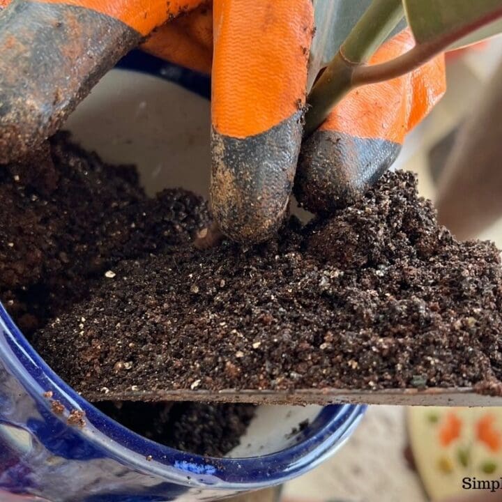 What Kind Of Soil Is Good For Rubber Plants? (+Ideal Soil Mix