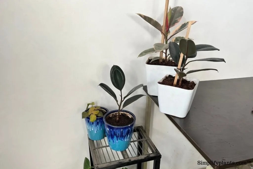 Is Rubber Plant Toxic To Pets? (Cats, Dogs, Birds, Small Pets & More