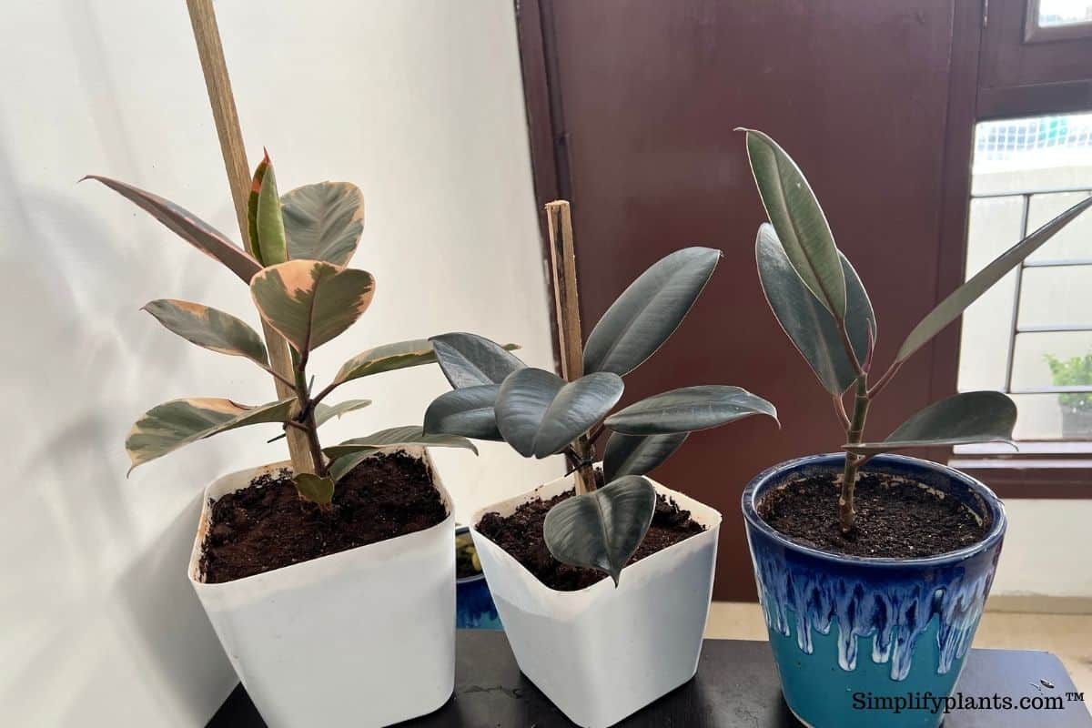 Can I Mist My Rubber Plant? (Hazards+Things To Know) » Simplify Plants