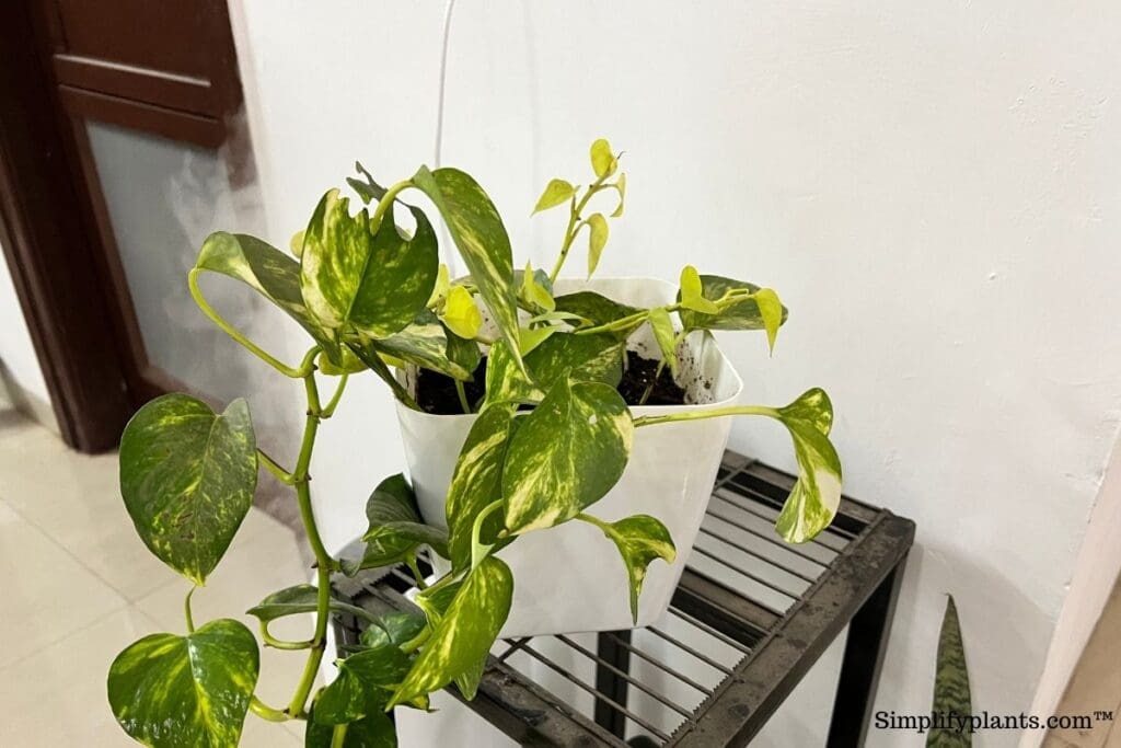Are Pothos Plants Poisonous To Dogs And Cats