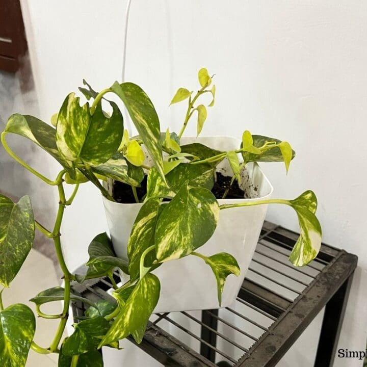 Is Pothos Poisonous to Pets? (Cats, Dogs, Birds, Small Pets & More