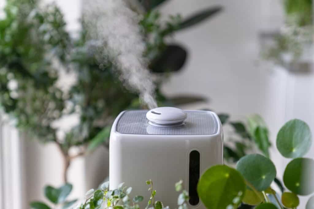 Why Isn't Misting Always The Best Way To Increase Humidity For Houseplants? » Simplify Plants