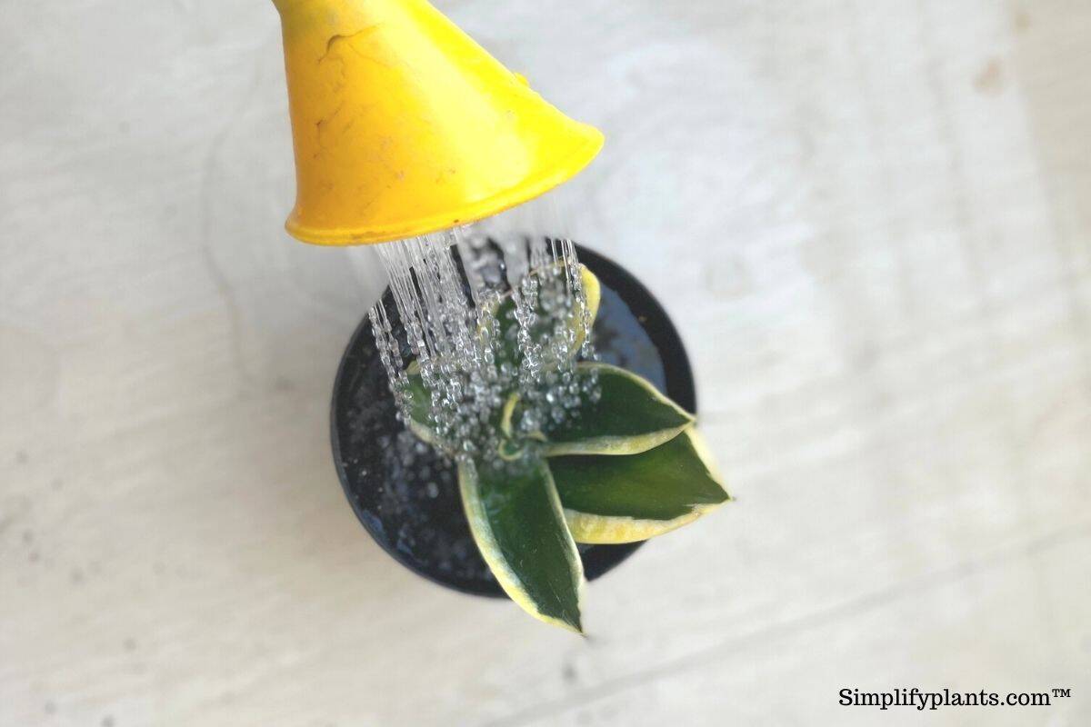 Why Is My Snake Plant Falling Over? (7 Causes+What To Do) » Simplify Plants