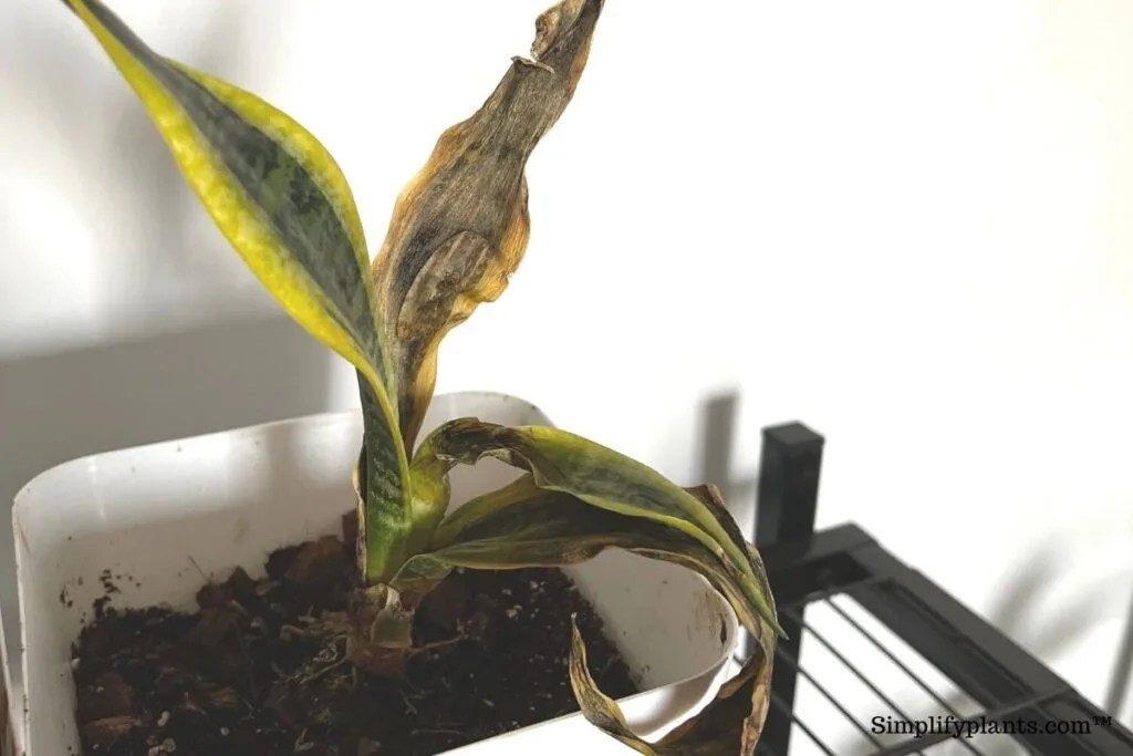 Why Does My Snake Plant Have White Spots? (Causes+Solution) » Simplify