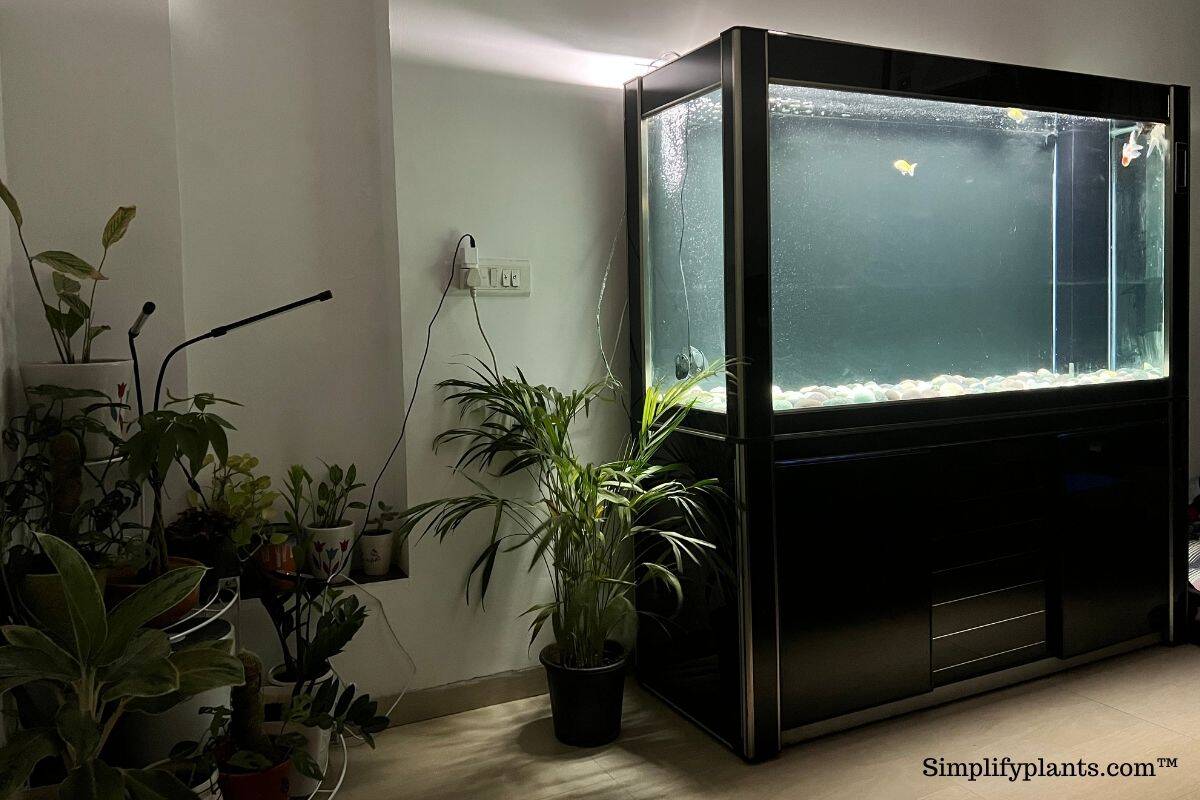 Should I Mist My Boston Fern? (How Often+Pros & Cons) » Simplify Plants