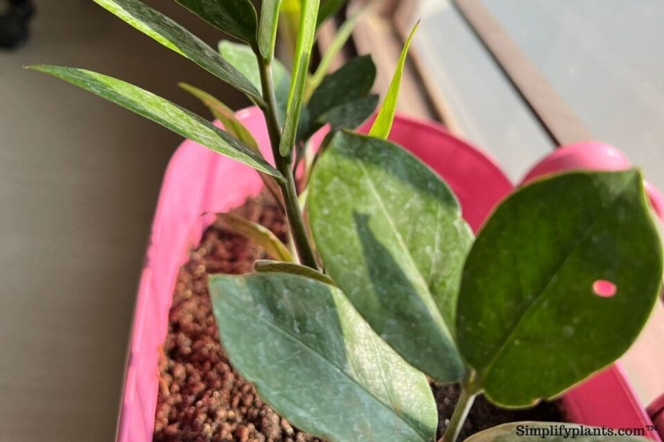 How Much Light Do ZZ Plants Need? (Ideal Lighting Condition+Tips