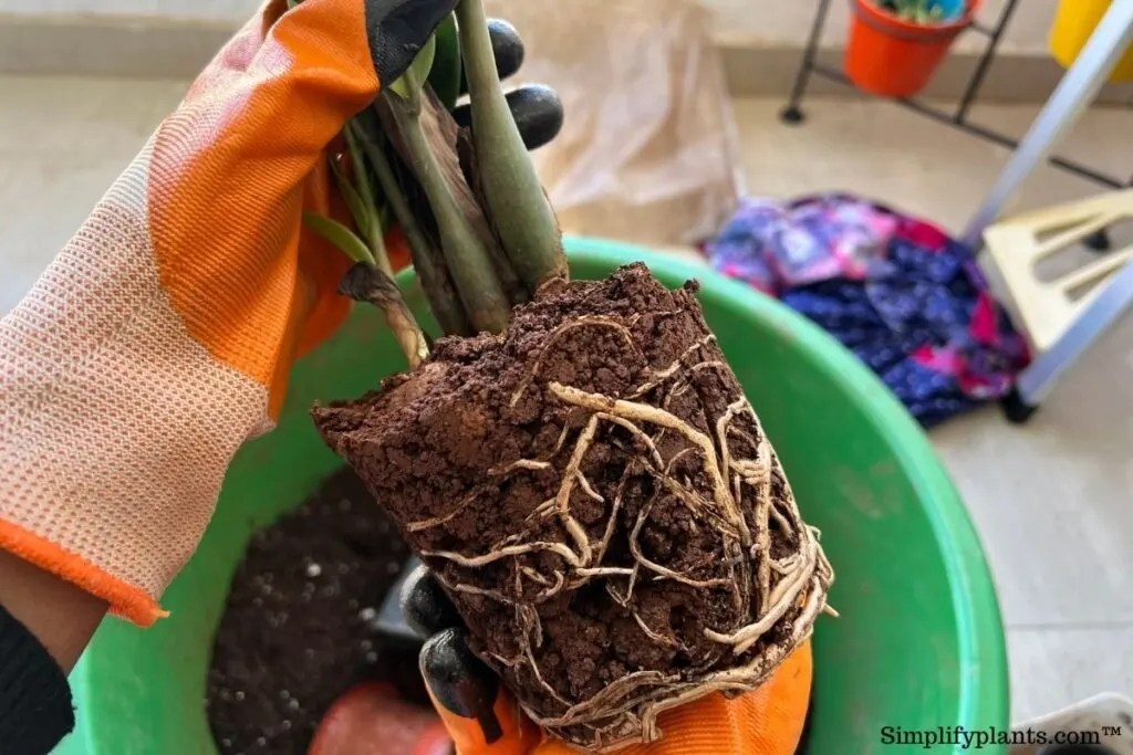 Does ZZ Plant Like To Be Root Bound? (Signs With Images+When To Repot