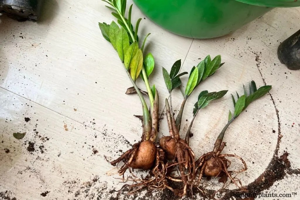 Does ZZ Plant Like To Be Root Bound? (Signs With Images+When To Repot