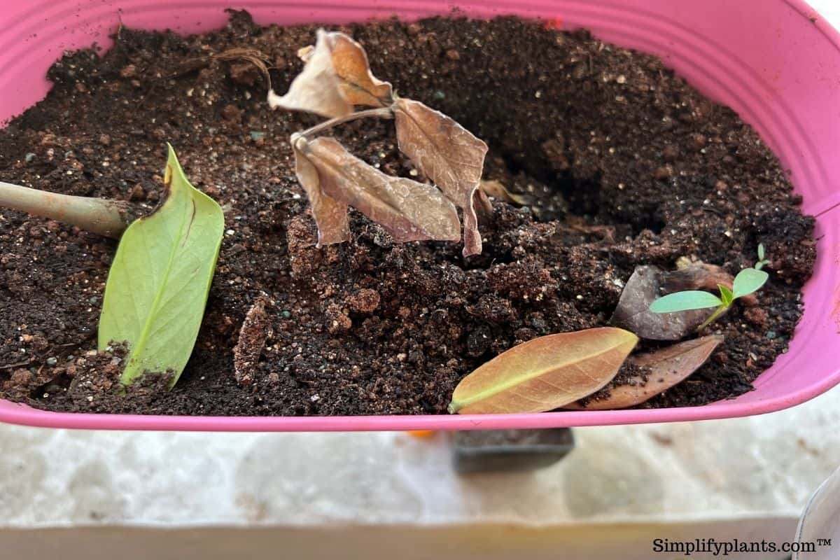 How To Save A Dying ZZ Plant? Problems & Solutions) » Simplify