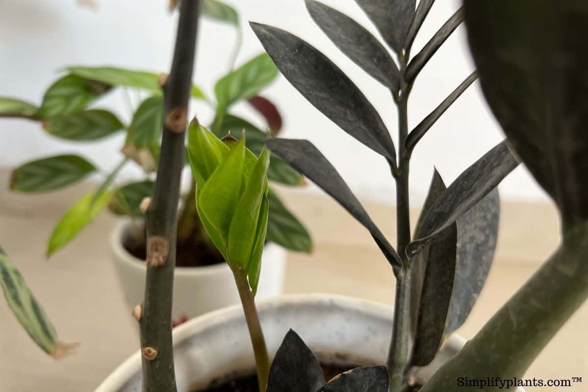 How Do I Save My ZZ Plant From Root Rot? (Causes+What To Do) » Simplify