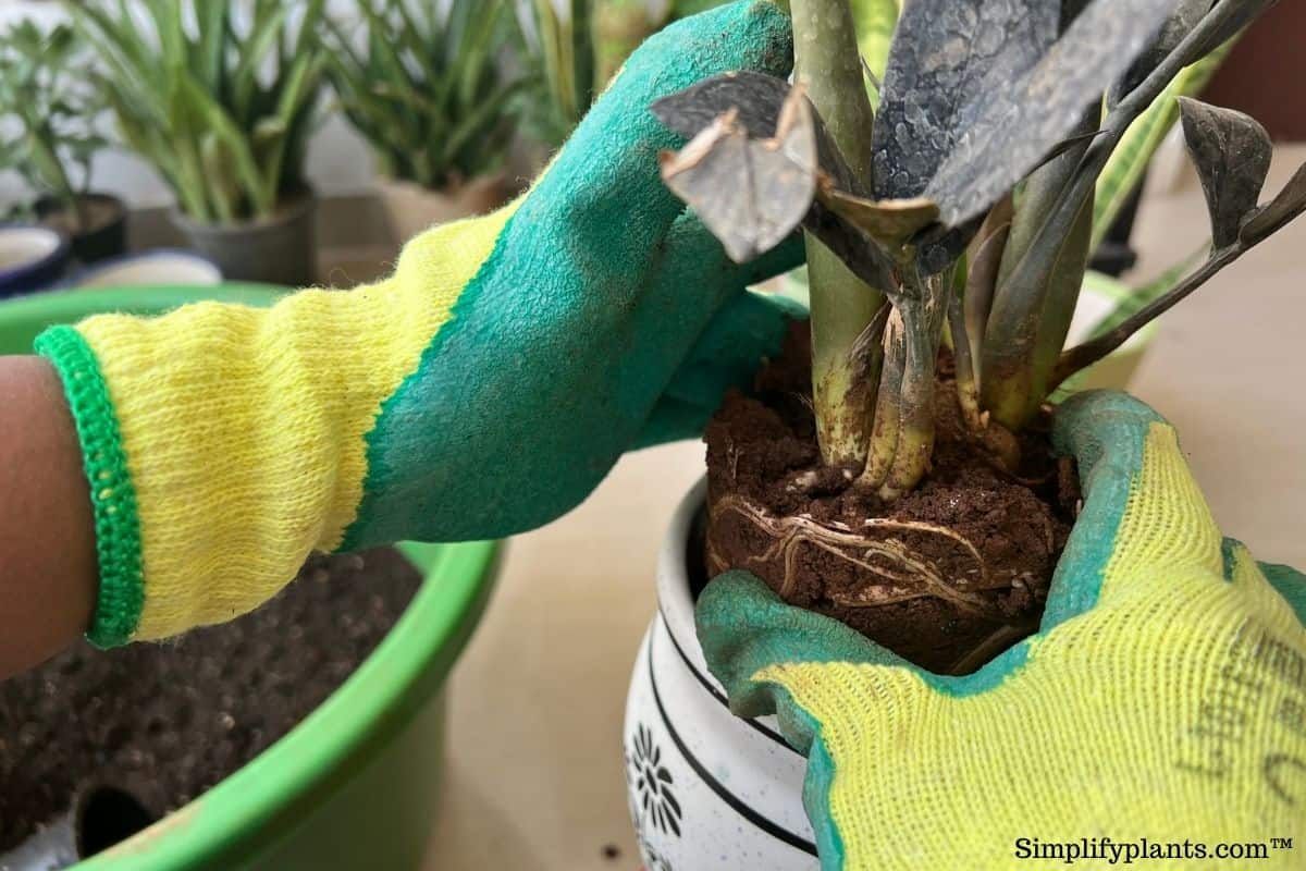 What Kind Of Soil Is Best For ZZ Plant? (Soil Requirements+Best Mix