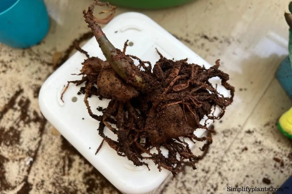 Black/Brown Spots On My ZZ Plant Stem Causes+Fix » Simplify Plants