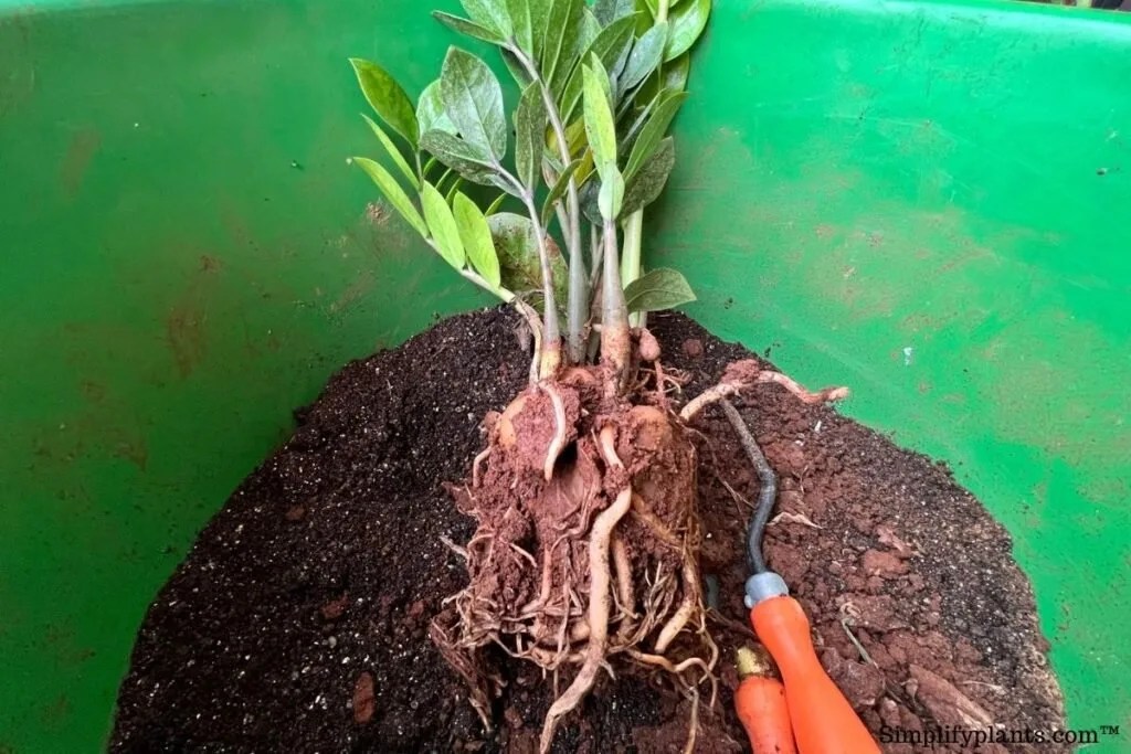 What Kind Of Soil Is Best For ZZ Plant? (Soil Requirements+Best Mix