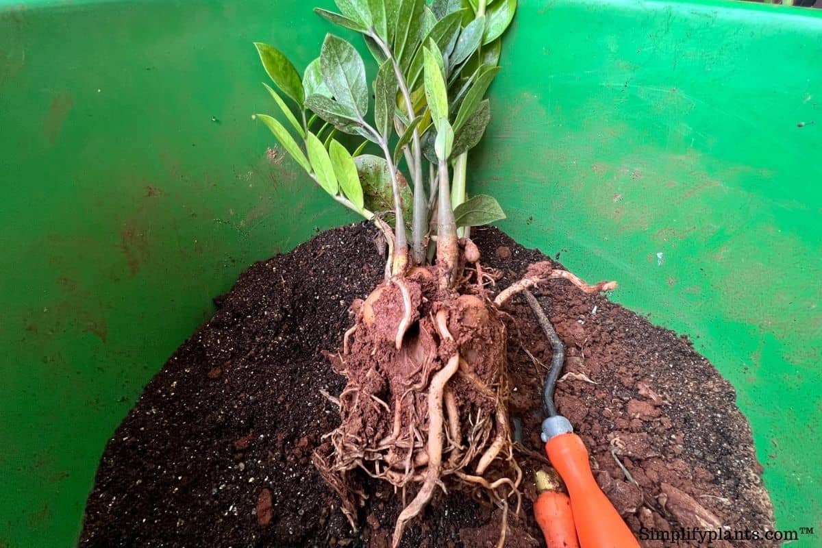 What Kind Of Soil Is Best For ZZ Plant? (Soil Requirements+Best Mix