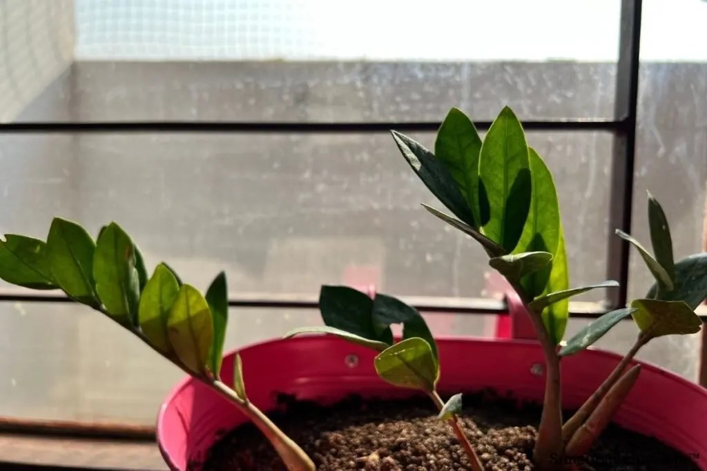 How Much Light Do ZZ Plants Need? (Ideal Lighting Condition+Tips