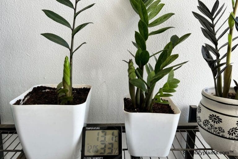 What Kind Of Soil Is Best For ZZ Plant? (Soil Requirements+Best Mix