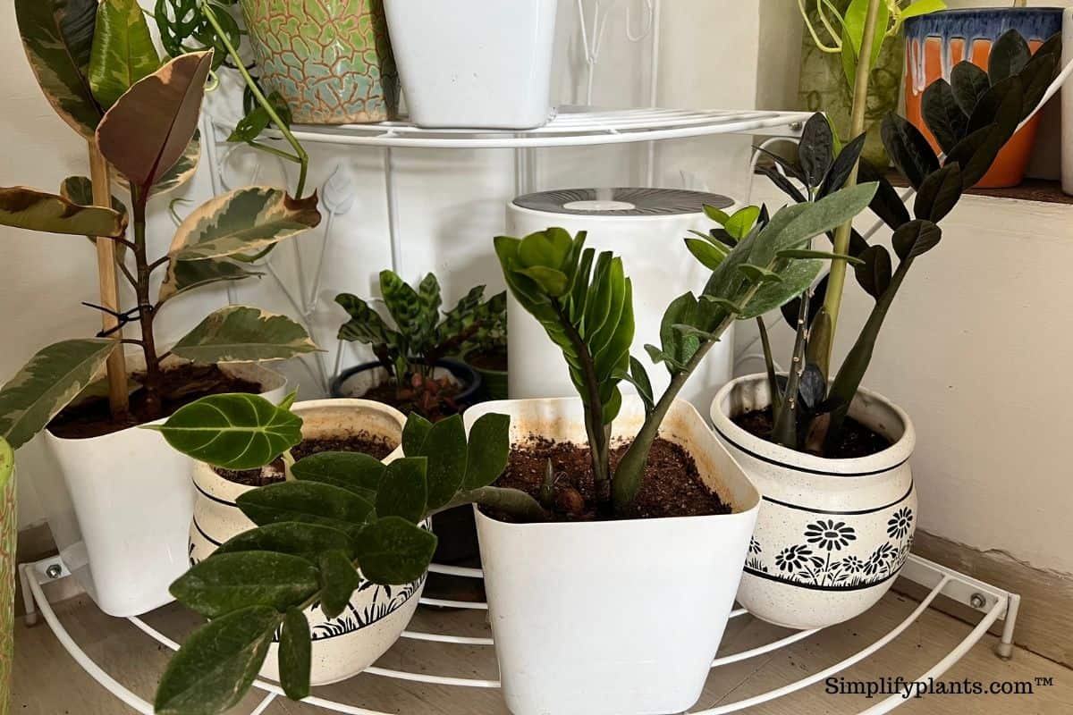 Does ZZ Plant Need Misting? (Humidity Requirement+Tips To Increase