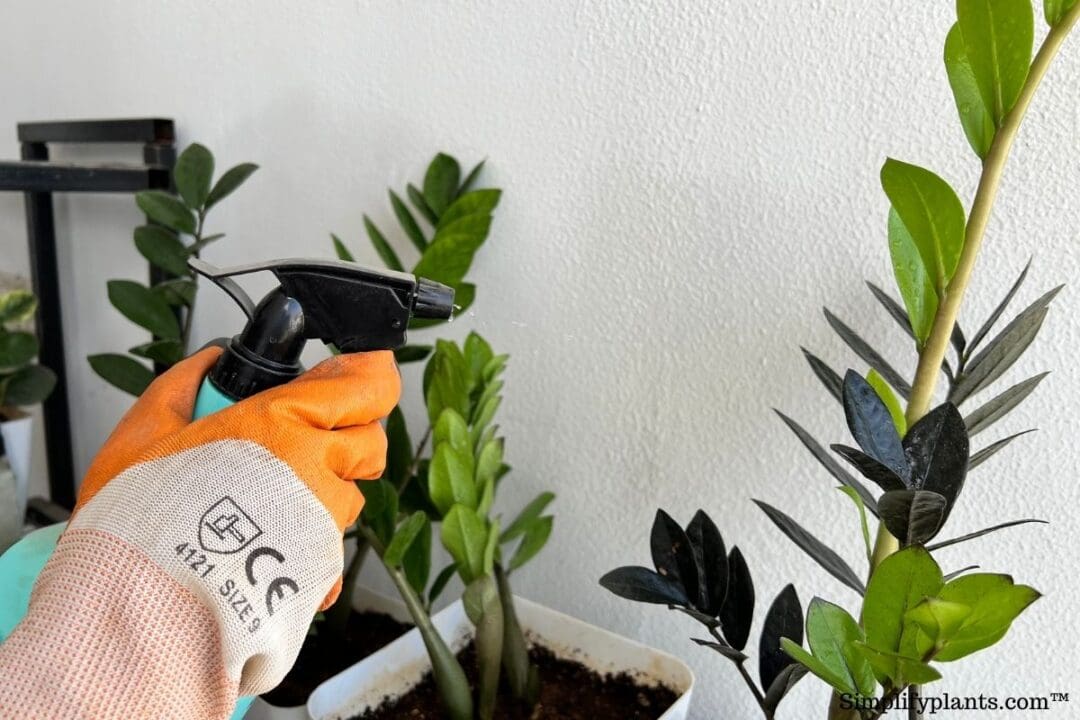 Do ZZ Plants Get Bugs? Bugs+How To Get Rid) » Simplify Plants