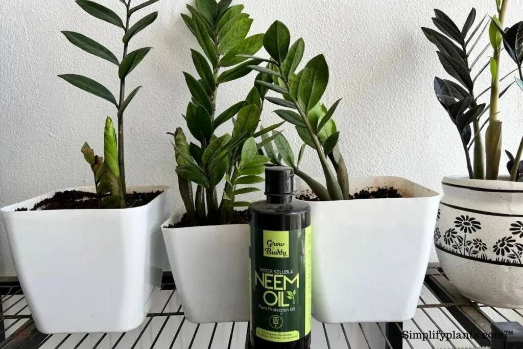 Does ZZ Plant Need Misting? (Humidity Requirement+Tips To Increase