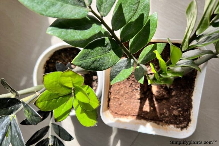 How Much Light Do ZZ Plants Need? (Ideal Lighting Condition+Tips