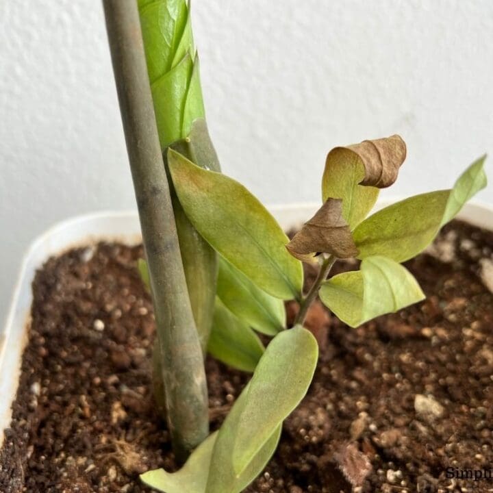 How Do You Know When A ZZ Plant Is Dying? (9 Common Signs) Simplify Plants