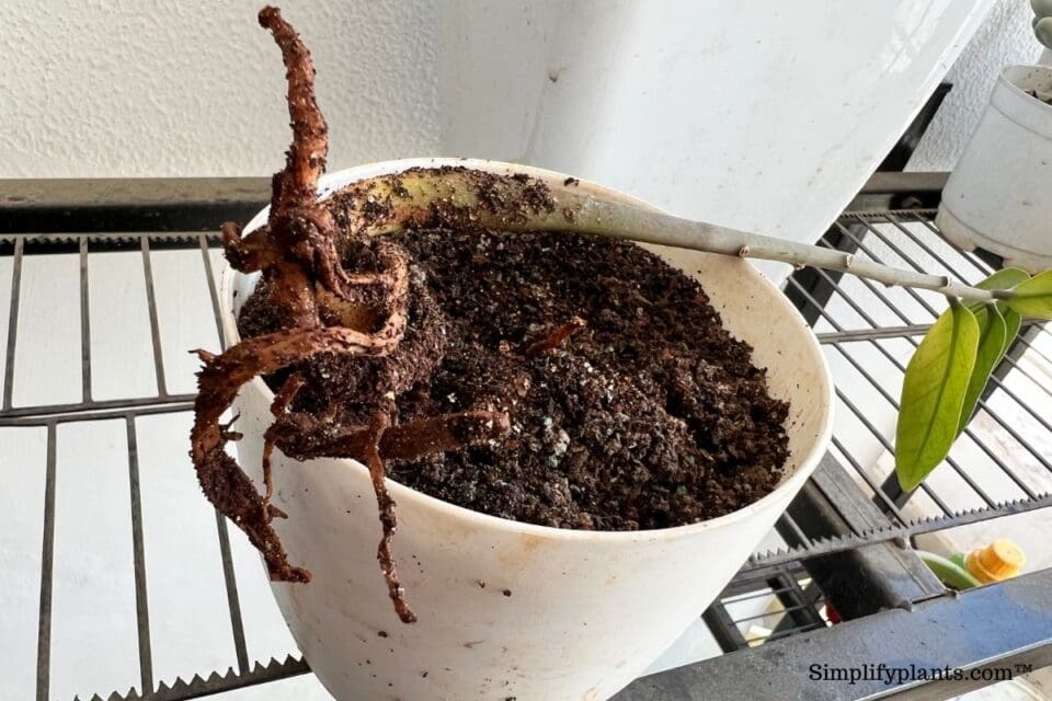 How To Save A Dying ZZ Plant? Problems & Solutions) » Simplify