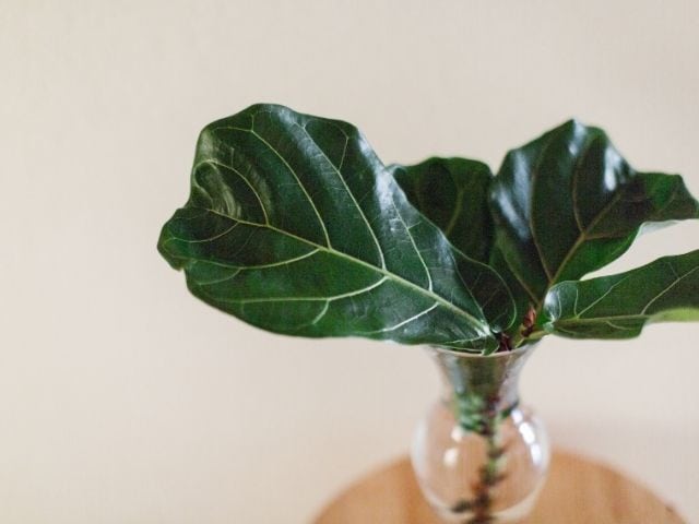 How To Propagate Fiddle Leaf Fig? (StepbyStep+Video Tutorials