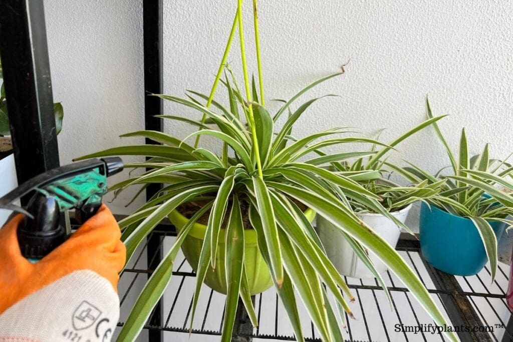 Should I Mist My Spider Plant? (How Often+Hazards To Be Aware Of