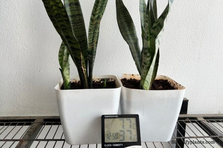 How To Care For Snake Plant In Winter? (5 Essential You Shouldn't Miss