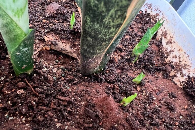 How Fast Does Snake Plant Grow? (9 Essential Factors) » Simplify Plants