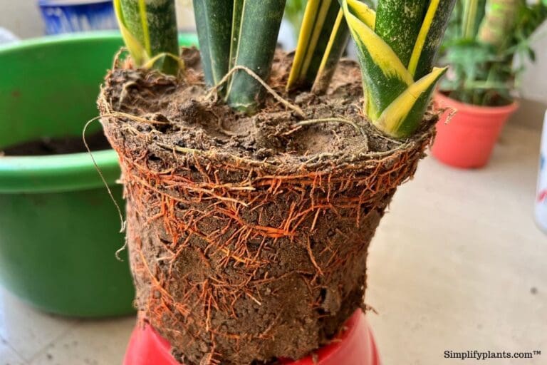 Healthy Vs. Unhealthy Snake Plant Signs To Note » Simplify Plants