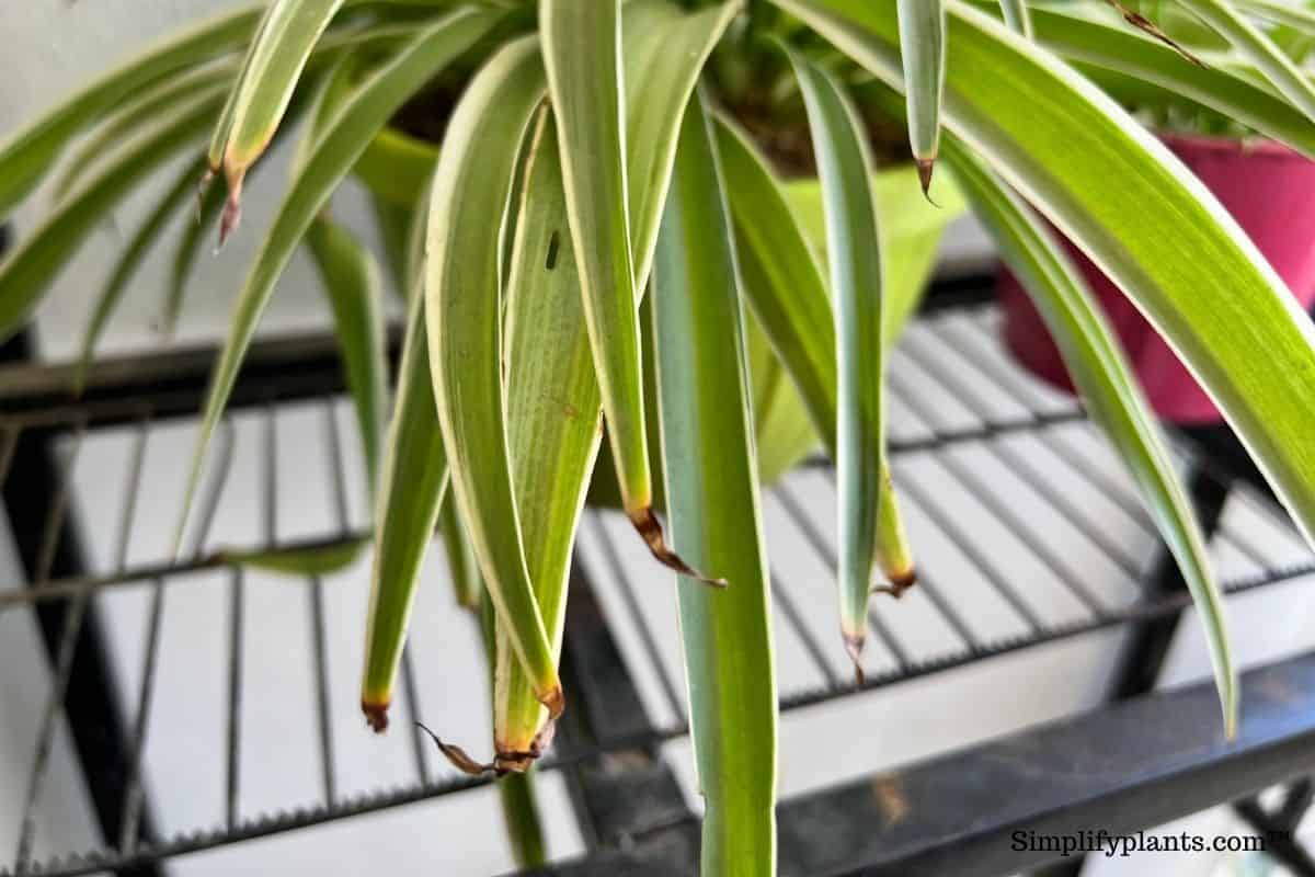 Do Spider Plants Need Fertilizer? (What Type, How Much & More