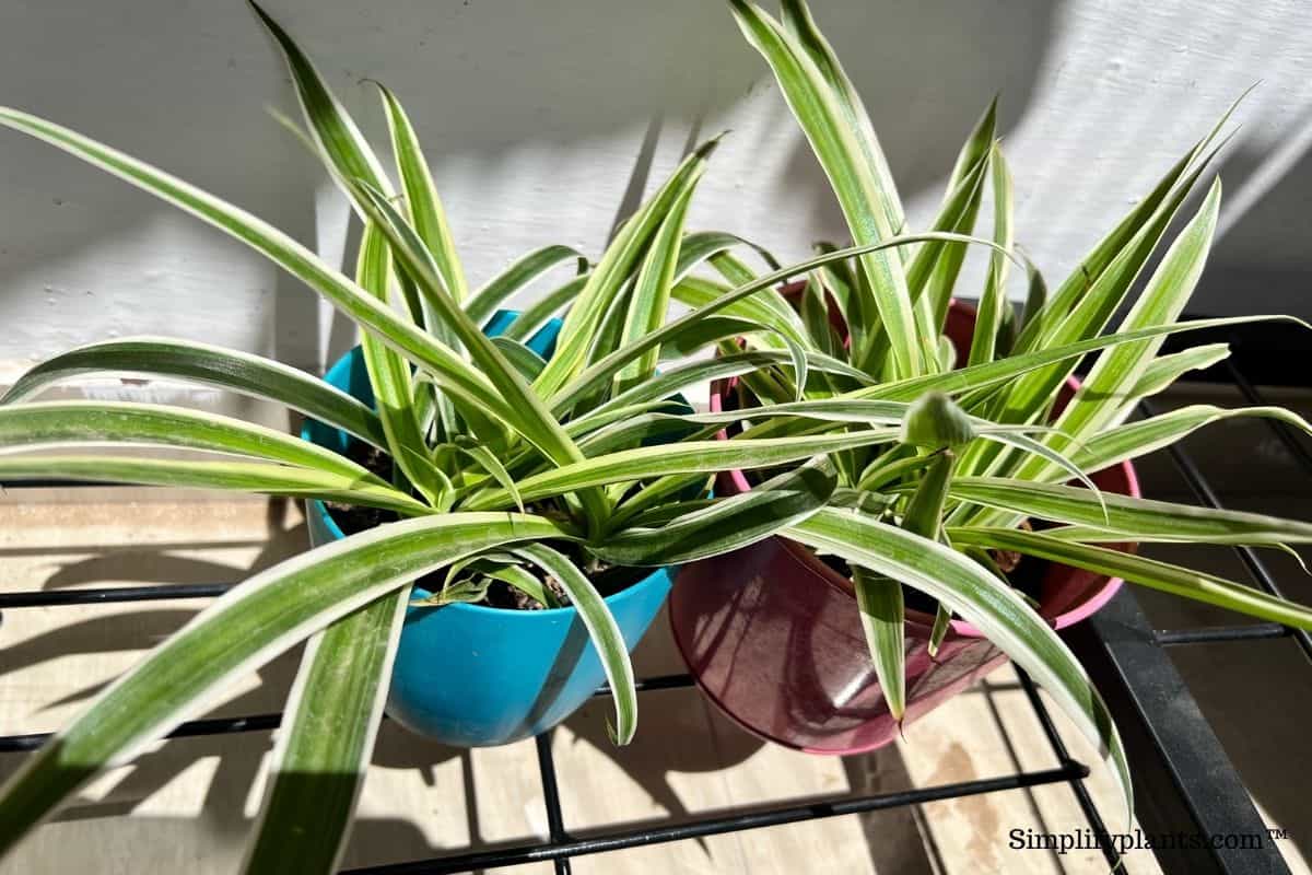 How To Revive Dying Spider Plants? (All Possible Problems+Solution